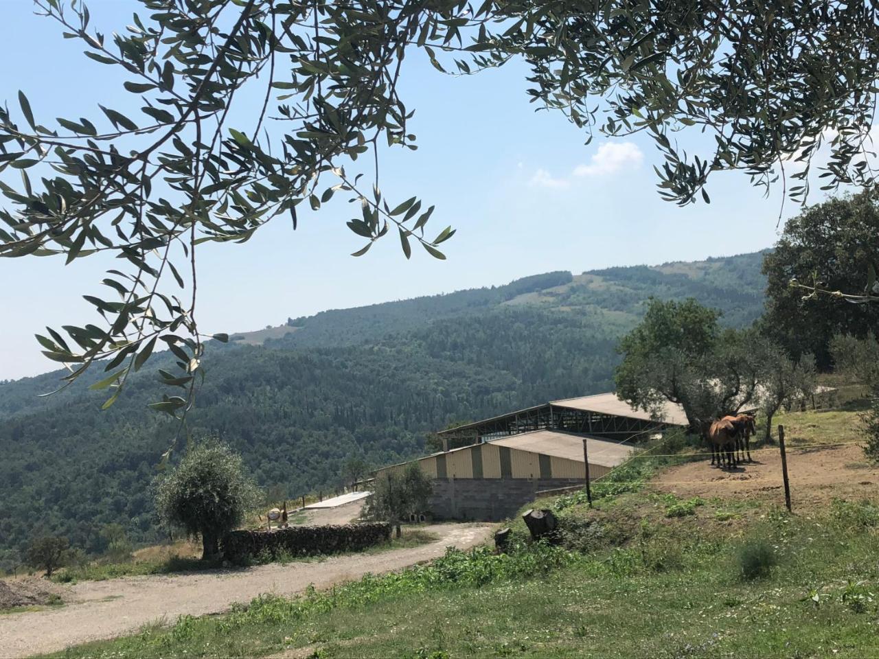 Az.Agr. Il Cavalleggero Campiglia d'Orcia Экстерьер фото