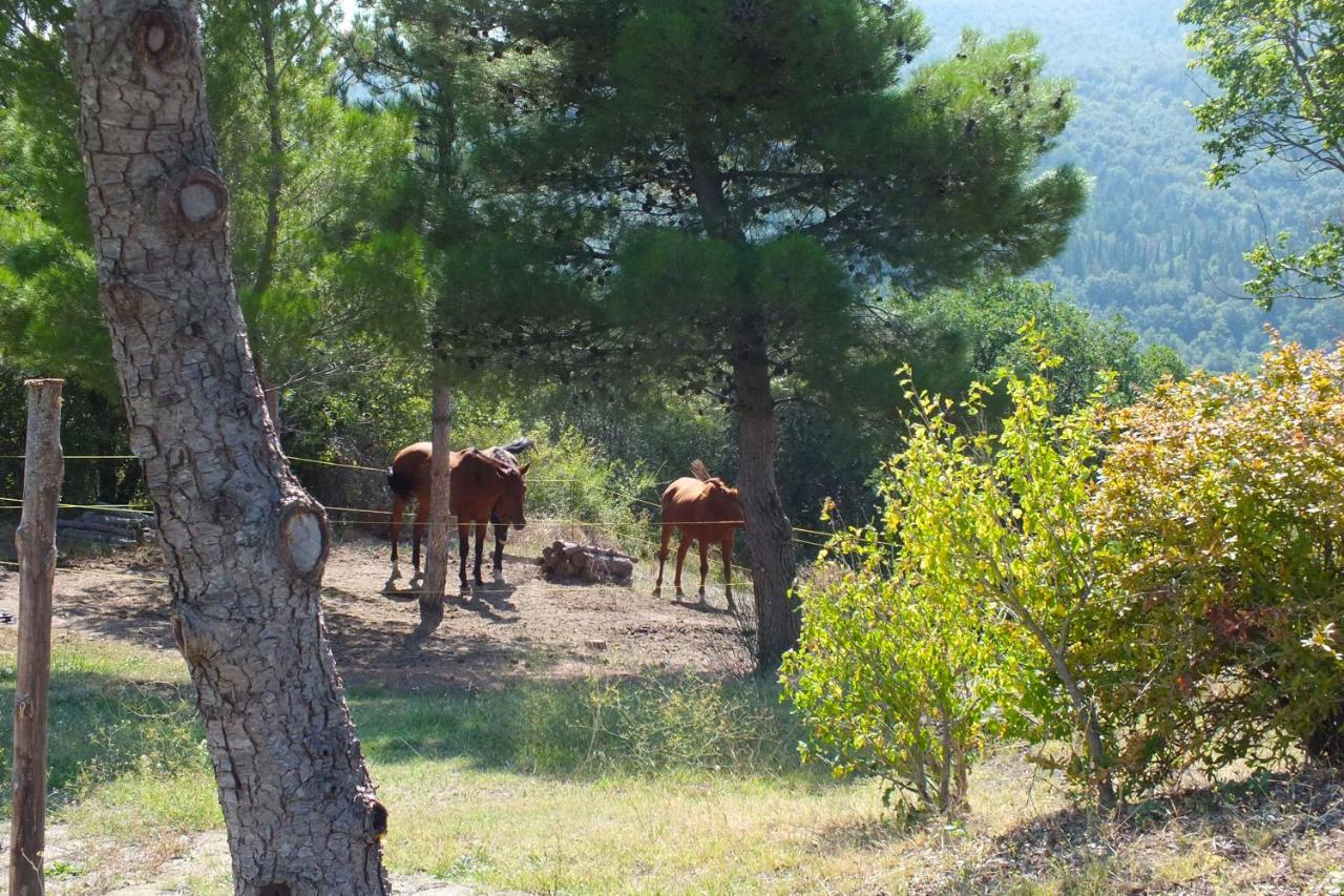 Az.Agr. Il Cavalleggero Campiglia d'Orcia Экстерьер фото